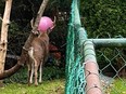 Photos of a Prince Rupert deer with a pink exercise ball stuck in its antlers have been posted to the Facebook page Chronicles of Hammy the Deer, which is dedicated to a Prince Rupert deer with a hammock stuck in his antlers.