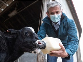 Liberal Leader Andrew Wilkinson bottle feeds a calf during a campaign stop at Nicomekl Farms in Surrey on Tuesday, Oct. 20, 2020.
