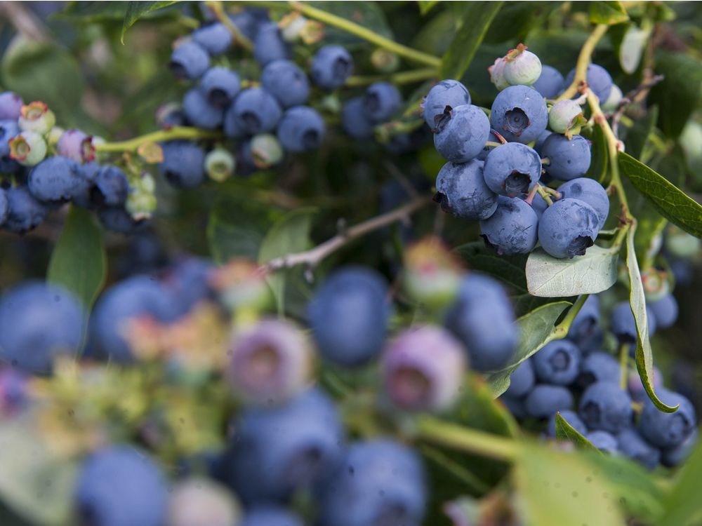 B.C. blueberries pose no peril to American producers, commission says
