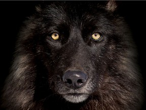 Author Rick McIntyre argues that Wolf 21’s long and unusually successful reign as the alpha male of the Druid pack in Yellowstone National Park owed much to what he learned from watching his ‘stepfather’ Wolf 8, the subject of McIntyre’s first volume on the park’s reintroduced wolves.