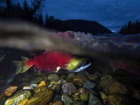 Spawning sockeye salmon make their way up the Adams River in Roderick Haig-Brown Provincial Park near Chase.