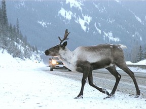 A mountain caribou feeding on roadside salt at Kootenay Pass on Highway 3.