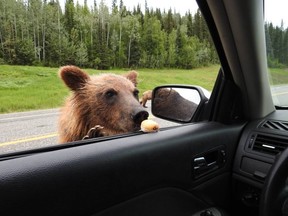 Randy Scott was previously charged and fined for unlawfully feeding bears in 2017 after posting photos on social media of himself giving Tim Hortons Timbits to bears.