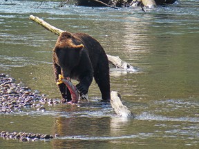 Our stay in Campbell River was specifically to go on a tour to the Toba Inlet in search of grizzly bears.