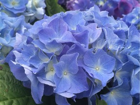 Mophead hydrangeas must be pruned immediately after blooming.