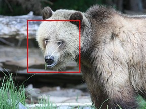 ‘The software takes all kinds of measurements of the face in multiple dimensions and learns which features are stable in individuals,’ Melanie Clapham says of a new facial recognition system for grizzly bears.