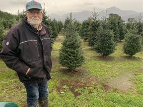 Art Loewen, a retired math teacher, began farming Christmas trees as a hobby in 1970. Today he and his family sell about 8,000 Yule pines every Christmas at Pine Meadows Tree Farms. (Photo: Gord McIntyre)