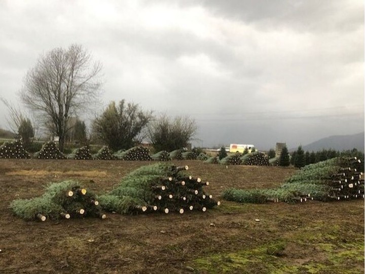  Christmas trees being harvested and prepared to ship at Pine Meadows Tree Farms in Chilliwack. Family patriarch Art Loewen plant his first Scotch pines on a seven-acre plot 50 years ago.