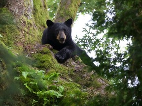 A young black bear has been relocated into the wild after an outing to downtown Vancouver.