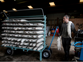 A man handles culled mink at the farm of Henrik Nordgaard Hansen and Ann-Mona Kulsoe Larsen near Naestved, Denmark, November 6, 2020. PHOTO BY MADS CLAUS RASMUSSEN/RITZAU SCANPIX via REUTERS.