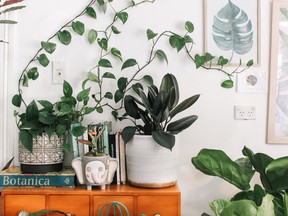 Plant Something BC can help brighten your home this fall and winter with recommendations on where to find seasonal indoor plants. SUPPLIED