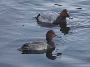 A Redhead duck, foreground, and a Common Pochard are seen in the water at the Summit Park reservoir, in Victoria, in an undated handout photo. An unusual duck is fluttering the hearts of bird watchers on southern Vancouver Island after flying far off course during its migration between Europe or Asia and the waterways of Southeast Asia or Japan.