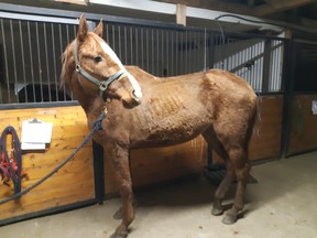 Seized horse