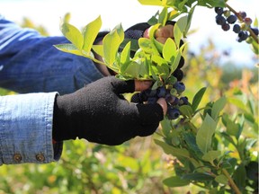 UBC researchers will lead an international team that will spend six years looking for solutions to food security issues.