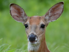 A British Columbia woman says she needed hospital treatment for injuries including gashes and deep bruises after being attacked by a deer defending its fawn.