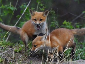 Red foxes (Vulpes vulpes), wildlife hosts susceptible to mange and distemper, are seen in an undated photograph.