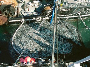 This photo from the 1990s shows fishermen catching herring on the B.C. coast.