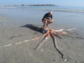 A passerby looks at a baby giant squid that washed up on a beach near Cape Town, South Africa.