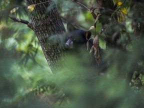 A Coquitlam man claims he was unlawfully detained and then defamed in the media after a run-in with a conservation officer who was pursuing and later shot and killed three bears.