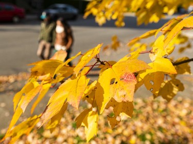 The changing colour of leaves shine bright in the sun as pedestrians walk past in Vancouver, B.C. Oct. 25, 2020.