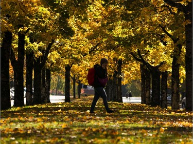 A woman walks under a colourful fall tree canopy in Vancouver, B.C. Oct. 31, 2020.