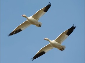 Snow geese in the Southlands area of Tsawwassen.