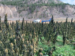 On Oct. 30, police, assisted by a local contractor, executed a search warrant and destroyed around 100,000 cannabis plants near Merritt, B.C.