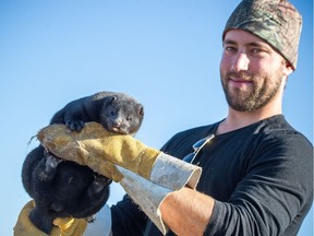 Joseph Williams of Williams Fur Farm in Langley displays a mink in a file photo. Williams and other B.C. mink farmers are upset by a government decision to ban their industry.