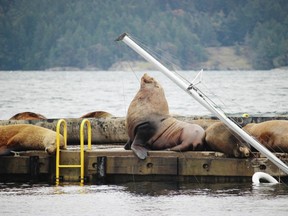 Stellar sea lions at Cowichan Bay. As many as 300 sea lions, the majority of them males, will congregate on the 182-metre-long dock at the height of the season.