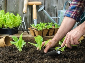 Gardening, both indoors and out, has truly gained momentum during the pandemic, particularly among our younger generations.