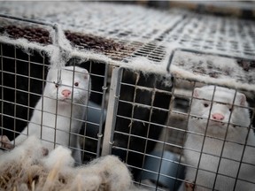 File photo of mink in Denmark, where the government ordered a cull of the animals.