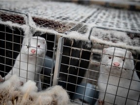 The B.C. SPCA is urging the provincial government to implement a moratorium on mink farming, following a COVID-19 outbreak last week at a Fraser Valley fur farm.