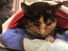 A tortoiseshell cat found with her body frozen to an icy, northern B.C. road is expected to make a full recovery.