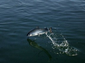 An Atlantic salmon jumps clear of the water at a B.C. fish farm in a file photo.