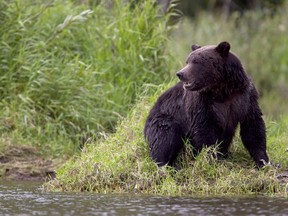 A grizzly bear fishes along a river near Bella Coola in 2010.