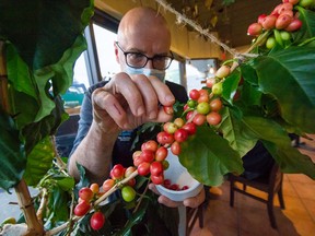 Wayne Bertrand with some of the cherries from his coffee plant grown inside the Laughing Bean Cafe, in Vancouver on Dec. 30.