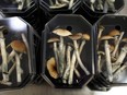 Psilocybin mushrooms in the Netherlands.