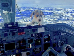 Pippa, a rescue puppy from Mexico, seems curious about what the pilot is up to aboard a recent Wings of Rescue flight.