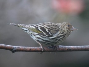 File photo of a healthy pine siskin.