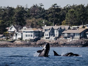 orcas