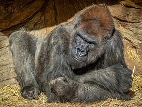 A gorilla sits after two of its troop tested positive for COVID-19 after falling ill, and a third gorilla appears also to be symptomatic, at the San Diego Zoo Safari Park in San Diego January 10, 2021.