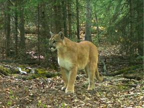 The B.C. Conservation Officers Service is investigating a report of cougar attacking a small dog near Anmore.