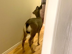The RCMP say a wayward deer squeezed its way through a dog door and into Kamloops home on Saturday.