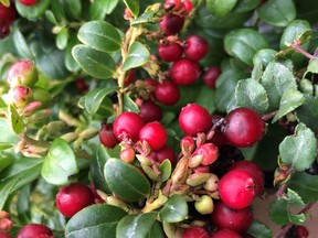 Lingonberries develop over some time, so you can harvest ripe berries while young ones are still coming along.