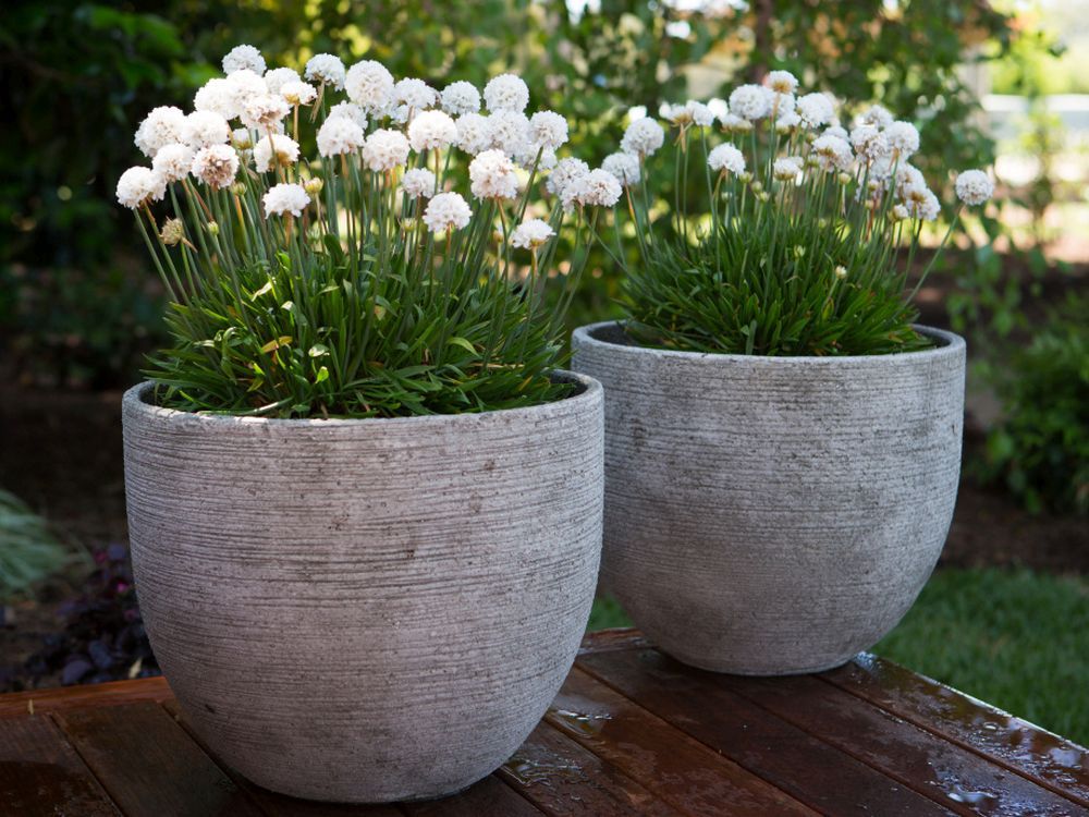 Try a few of these plants in your perennial areas to extend the colour Vancouver Sun