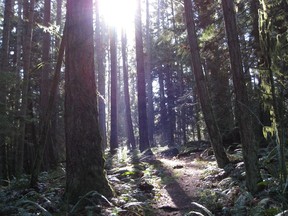 March 16, 2010 photo of the coastal Douglas fir forest in BC.