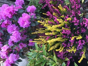 Don’t be afraid to give your flowering shrubs a haircut when they’ve finished blooming; they’ll thank you for it.