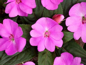 Vigorous Lavender Impatiens.