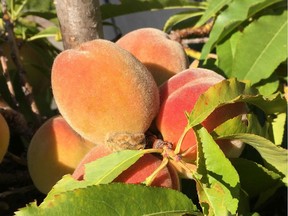 Peach tree with fruit.