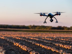 A drone flies over an onion field in Quebec.